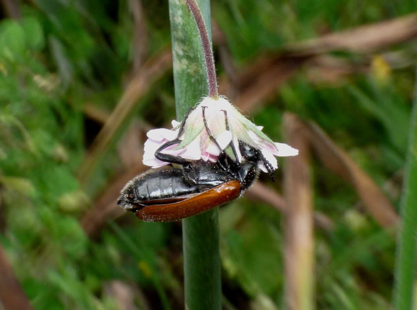 Lydus trimaculatus cfr italicus